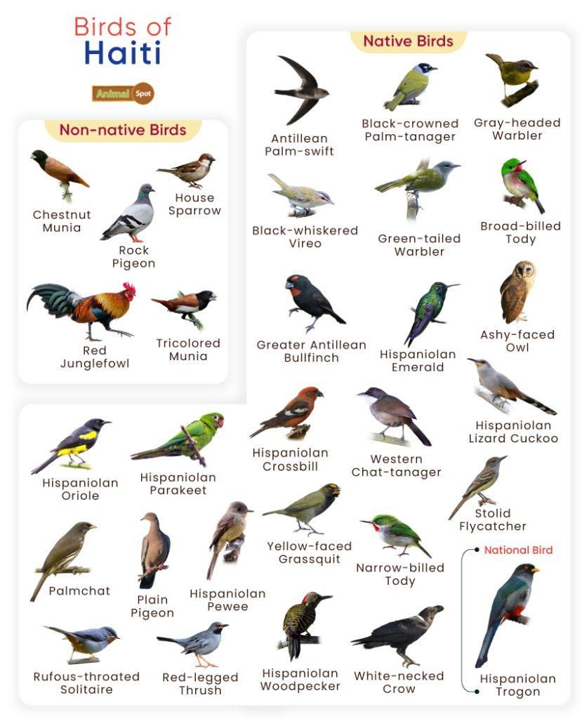Birds of Haiti