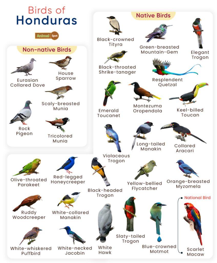 Birds of Honduras
