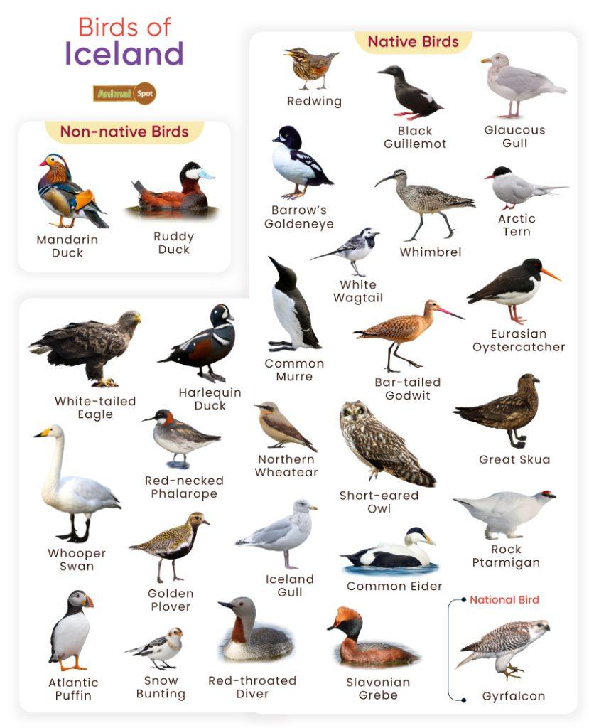 Birds of Iceland