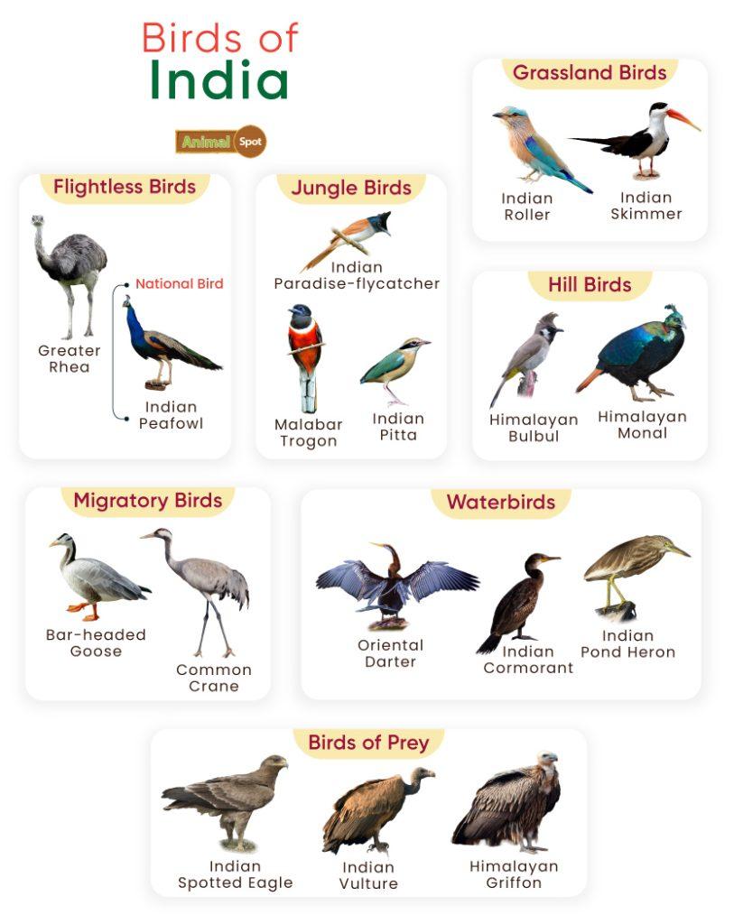 Birds of India