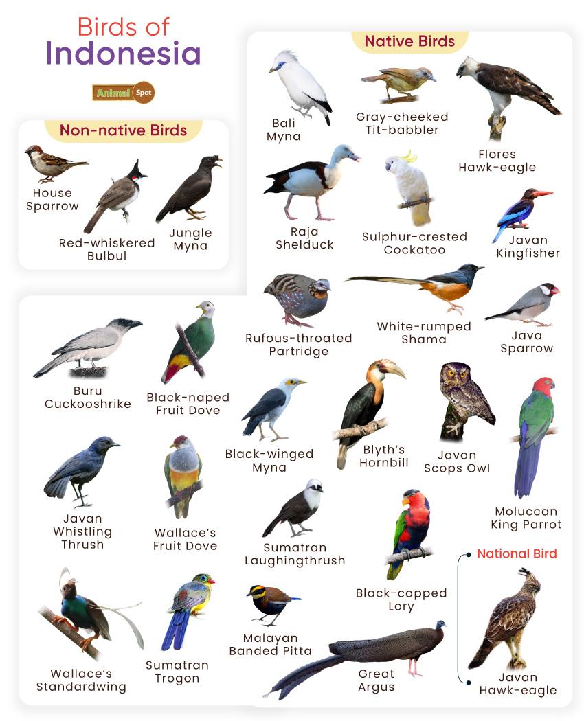 List of Birds Found in Indonesia with Pictures