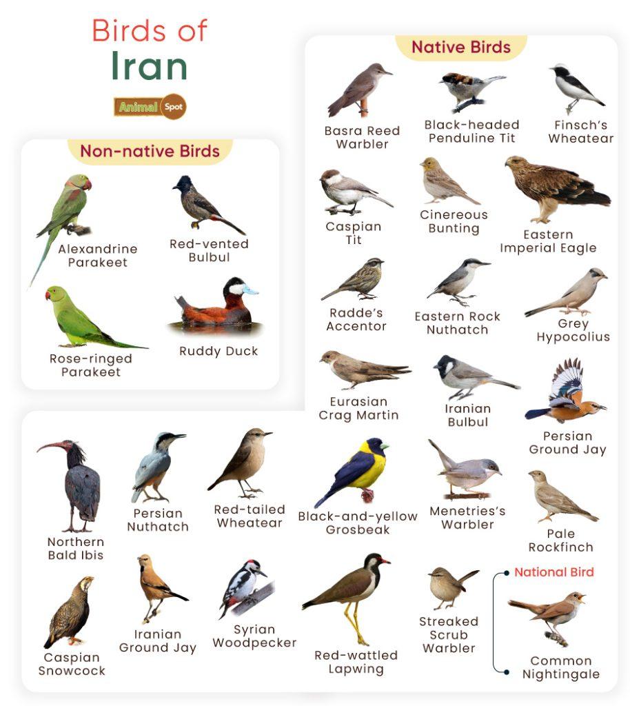 Birds of Iran