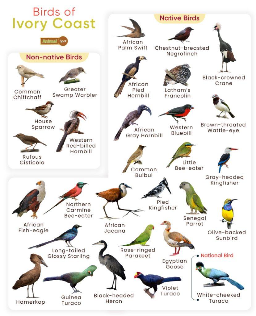 Birds of Ivory Coast