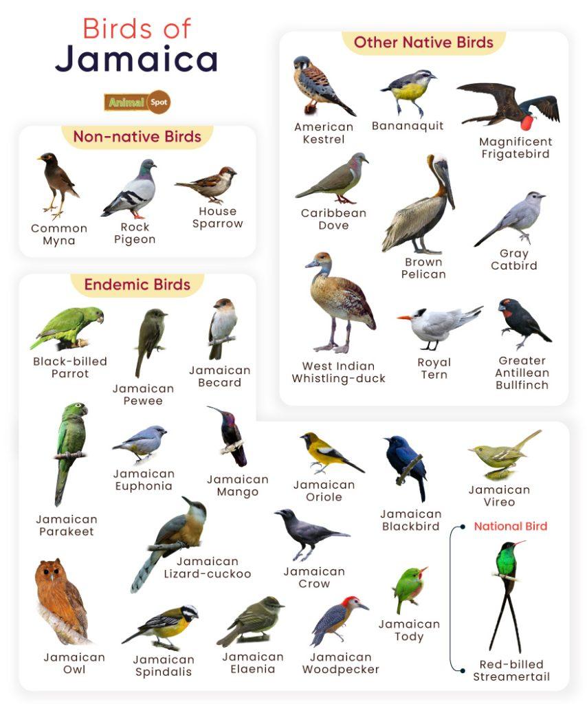 Birds of Jamaica