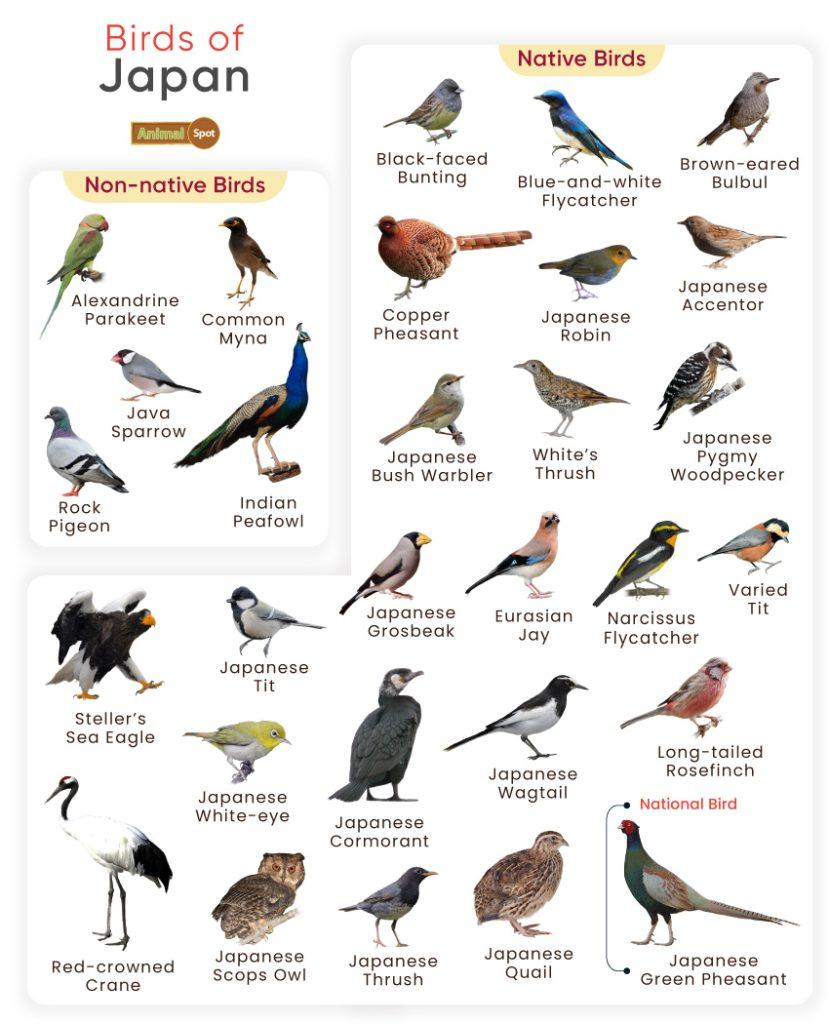 Birds of Japan