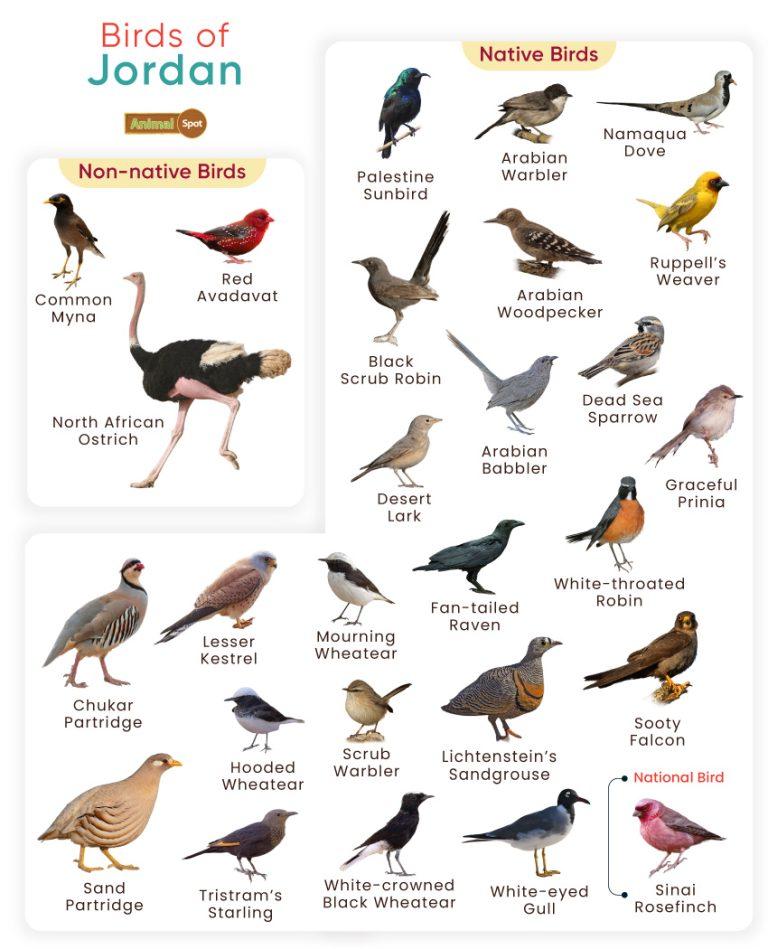 List of Birds Found in Jordan with Pictures