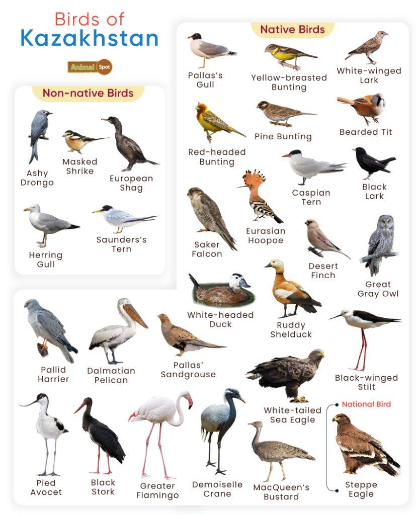 Birds of Kazakhstan