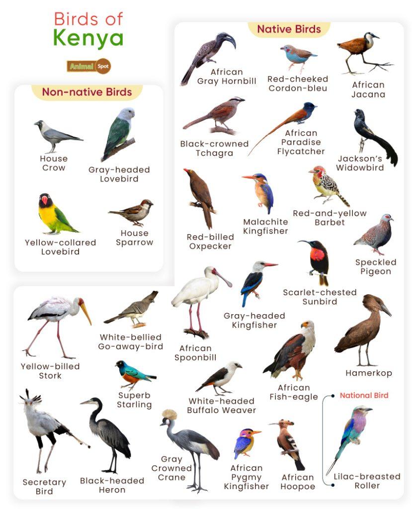 Birds of Kenya