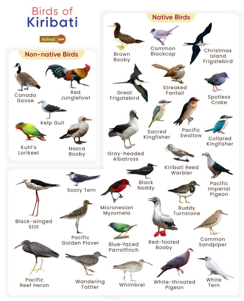 Birds of Kiribati