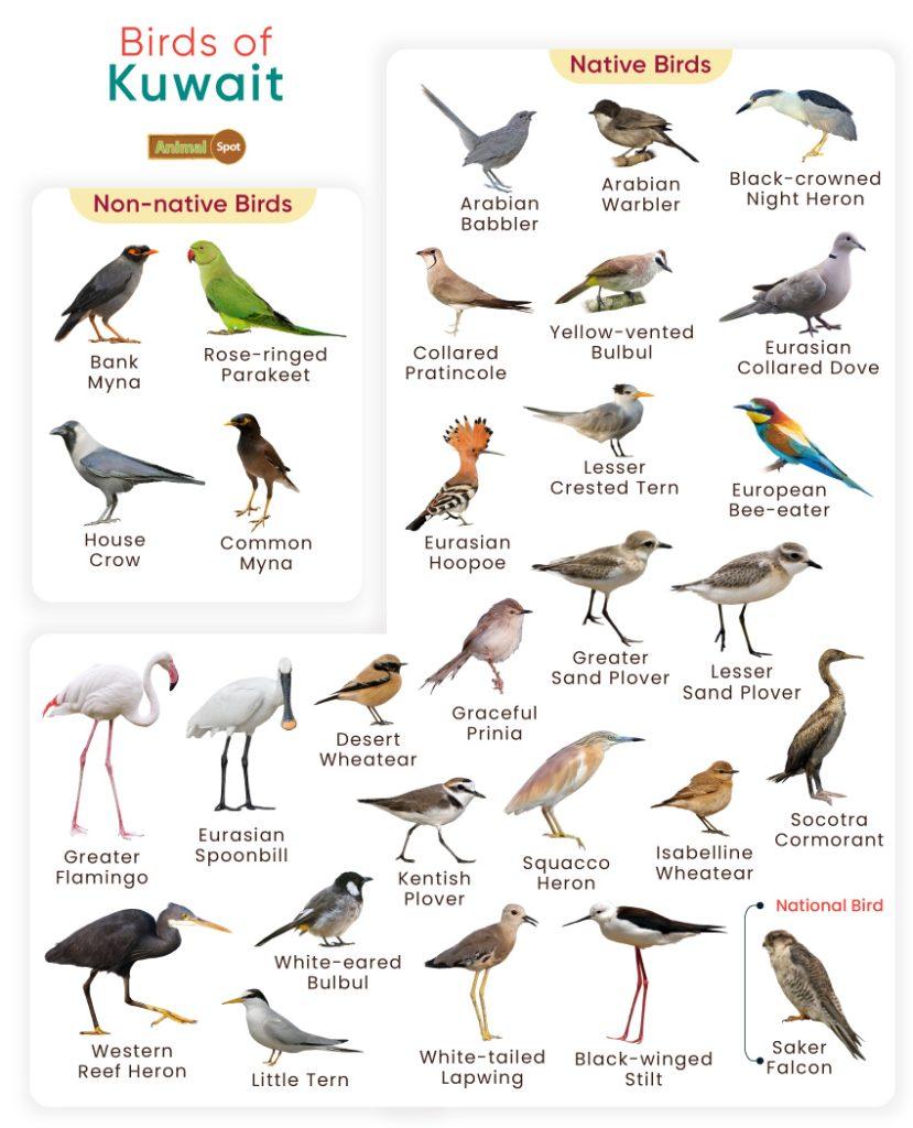 Birds of Kuwait