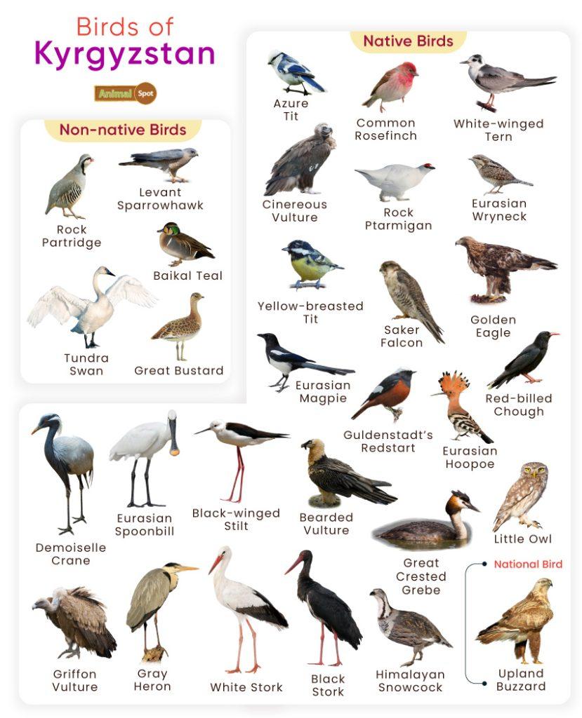 Birds of Kyrgyzstan