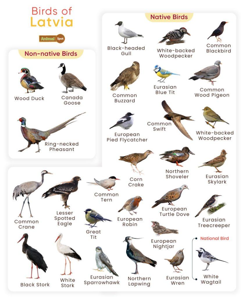 Birds of Latvia