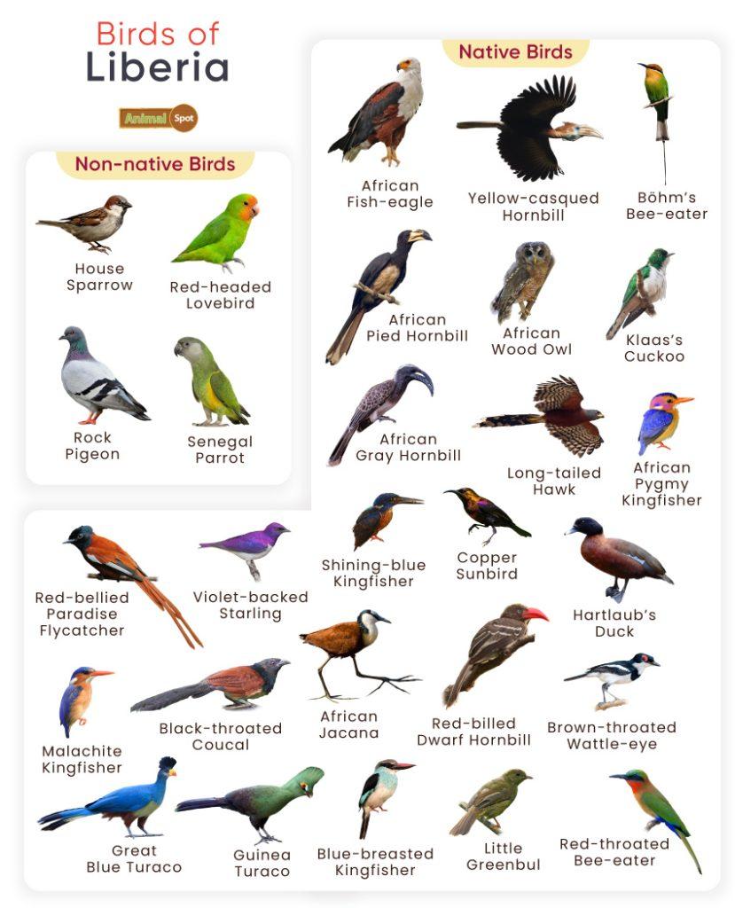 Birds of Liberia