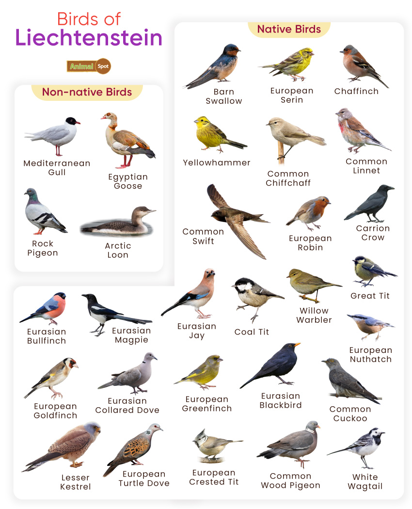 Birds of Liechtenstein
