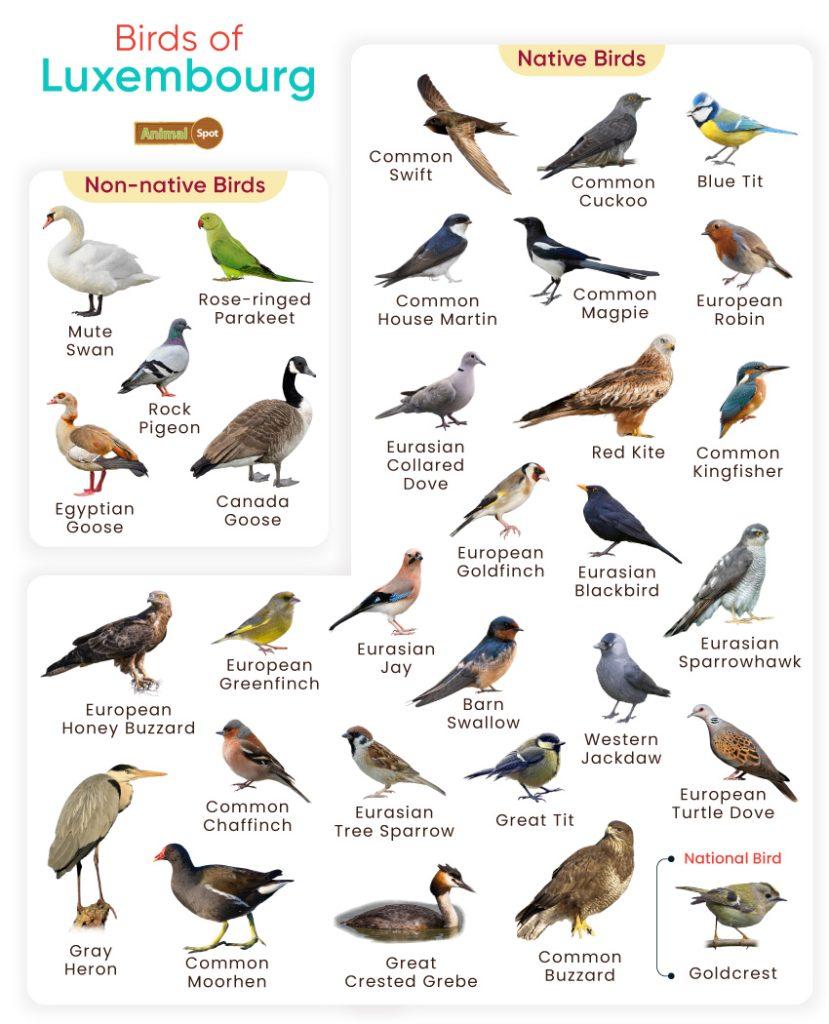 Birds of Luxembourg