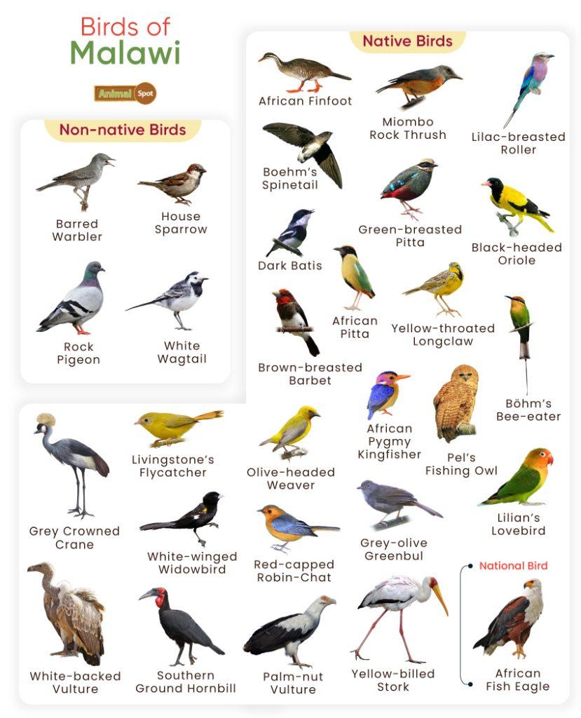 Birds of Malawi