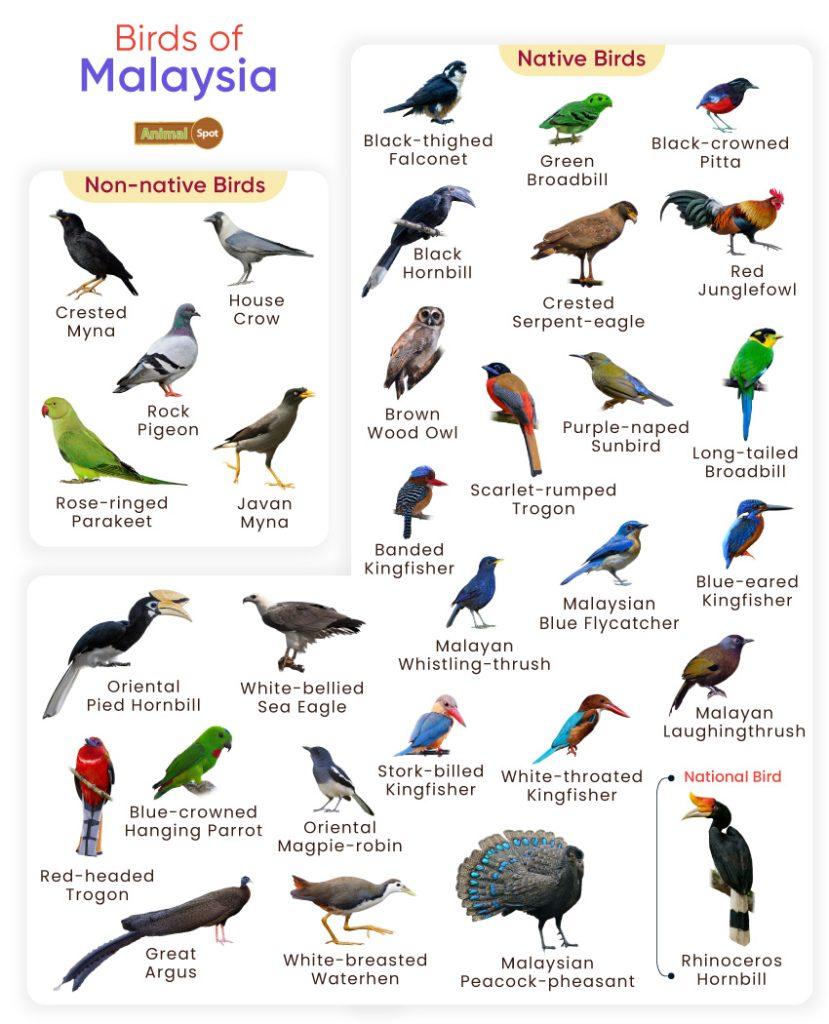 Birds of Malaysia