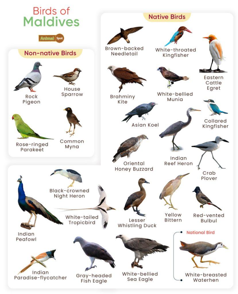 Birds of Maldives