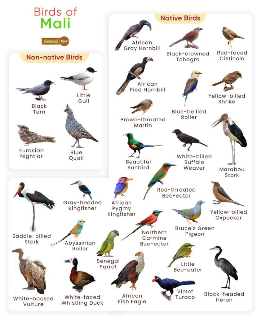 Birds of Mali