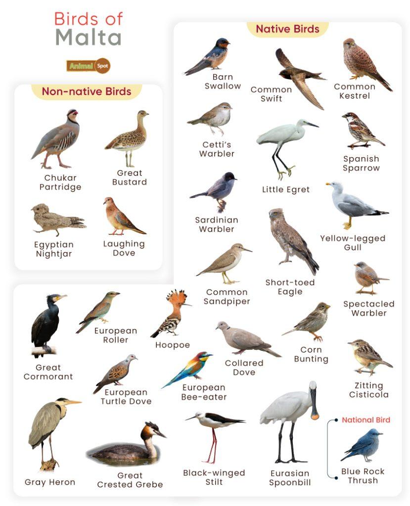 Birds of Malta
