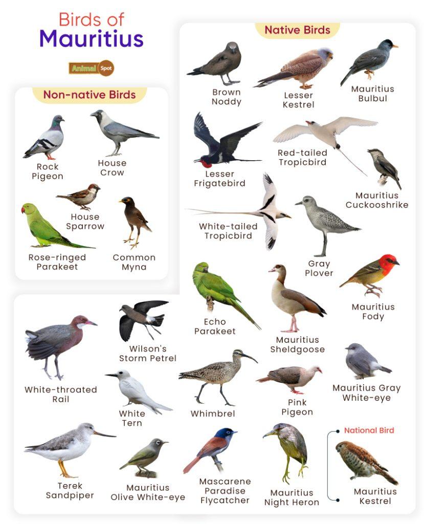 Birds of Mauritius
