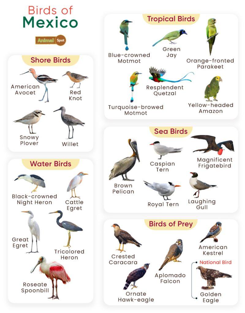 Birds of Mexico