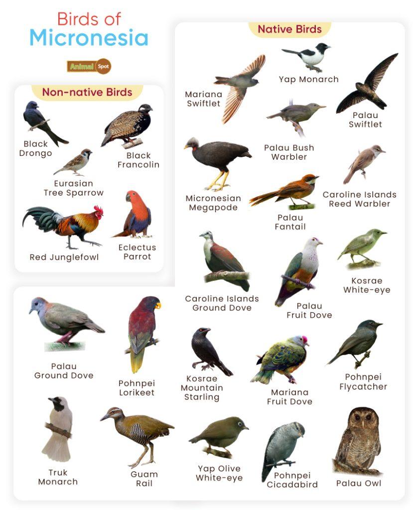 Birds of Micronesia