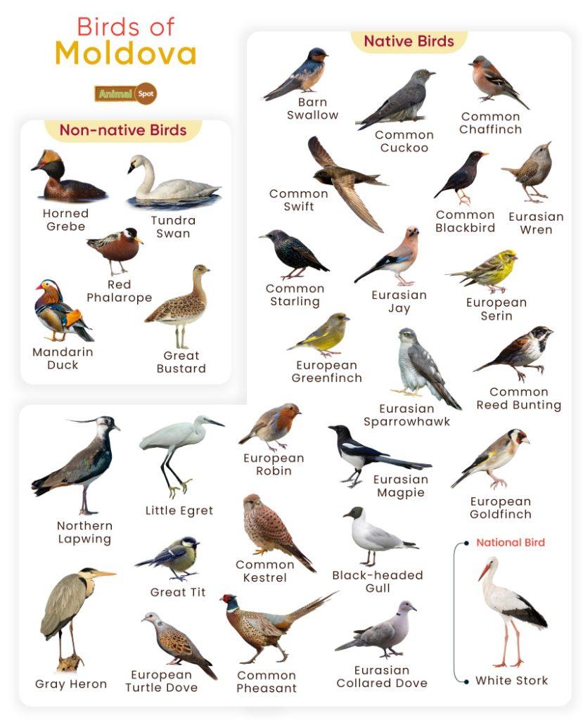 Birds of Moldova
