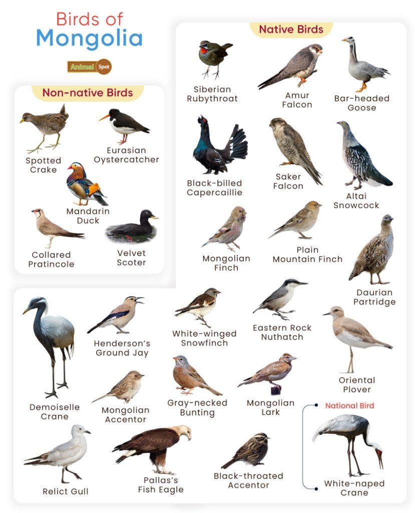 Birds of Mongolia