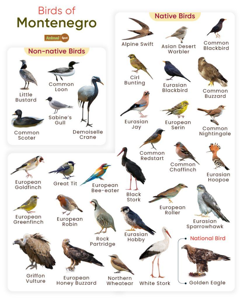 Birds of Montenegro