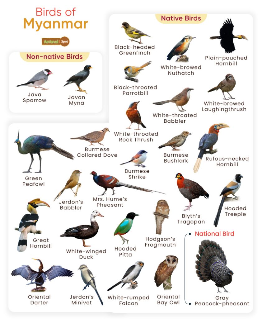 Birds of Myanmar