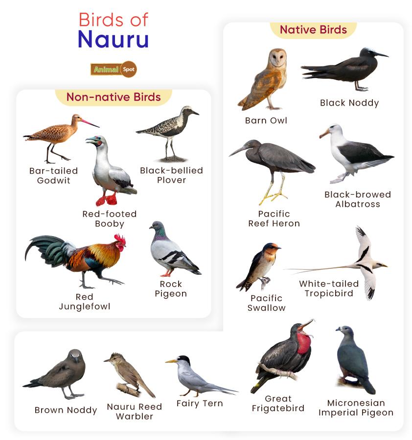 Birds of Nauru