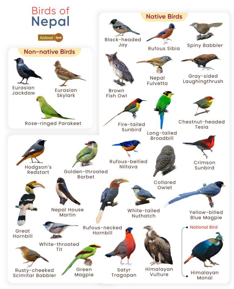 List Of Birds Found In Nepal With Pictures nepalese-name-generator-1000-nepalese-names