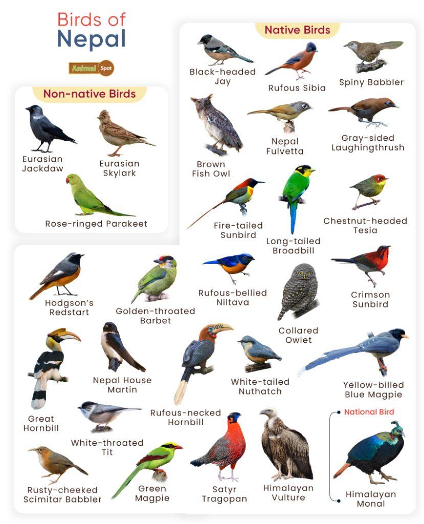 Birds of Nepal