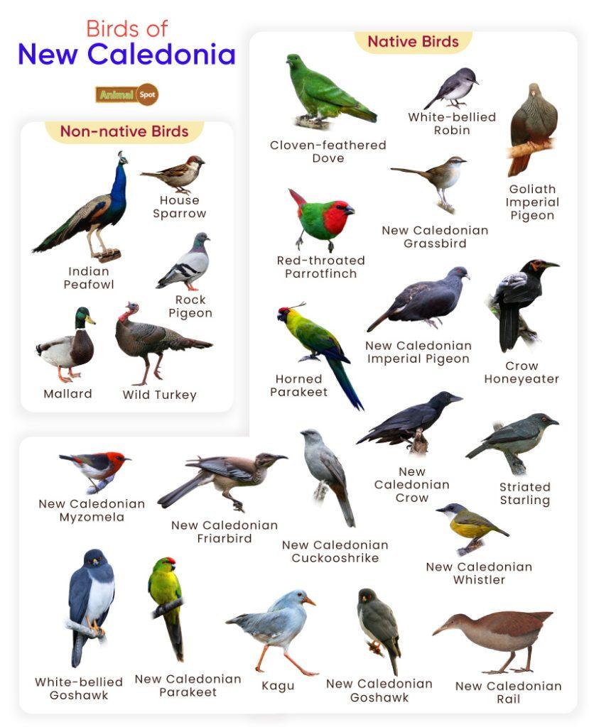 Birds of New Caledonia