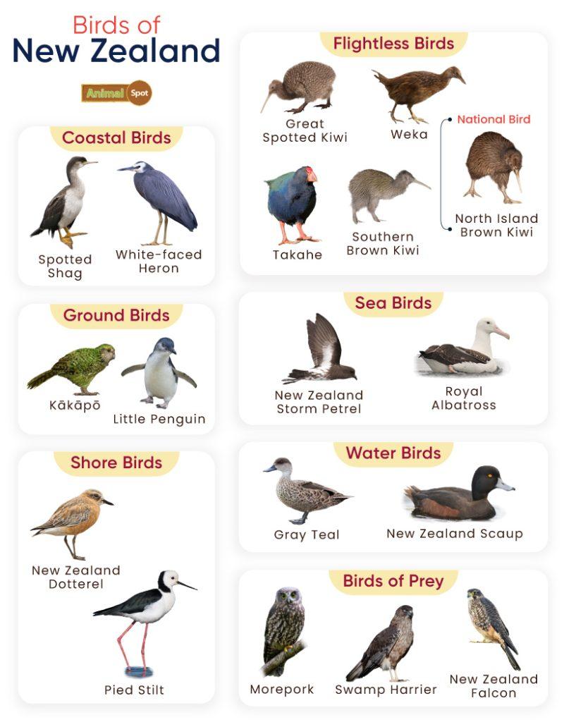 Birds of New Zealand