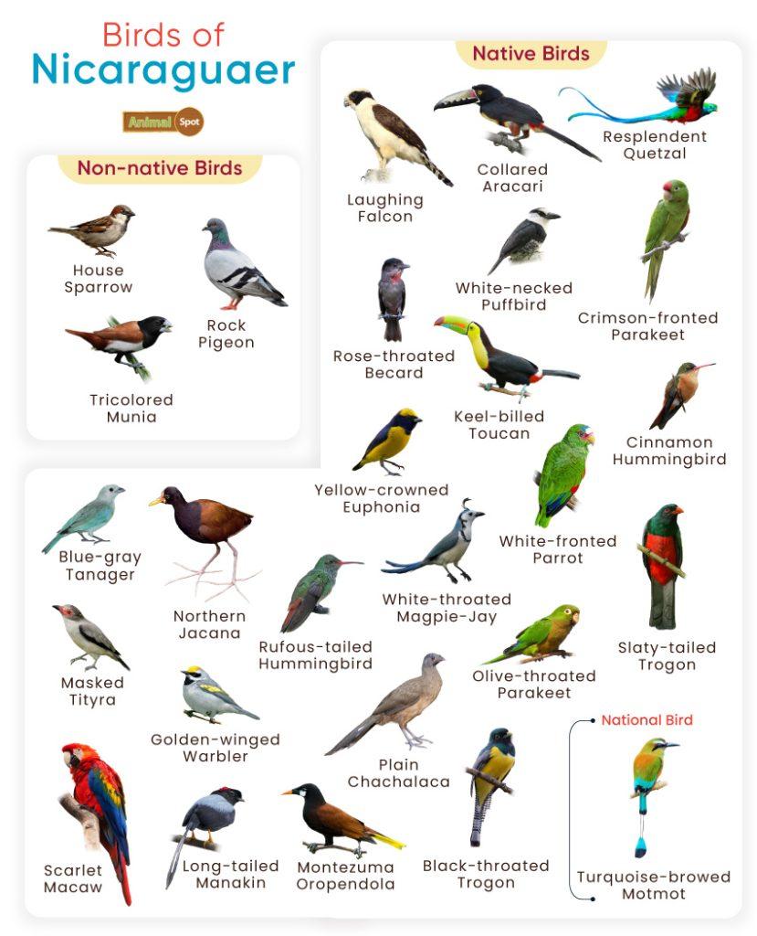 Birds of Nicaragua