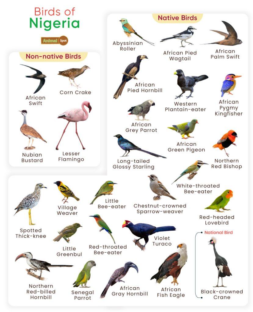 Birds of Nigeria