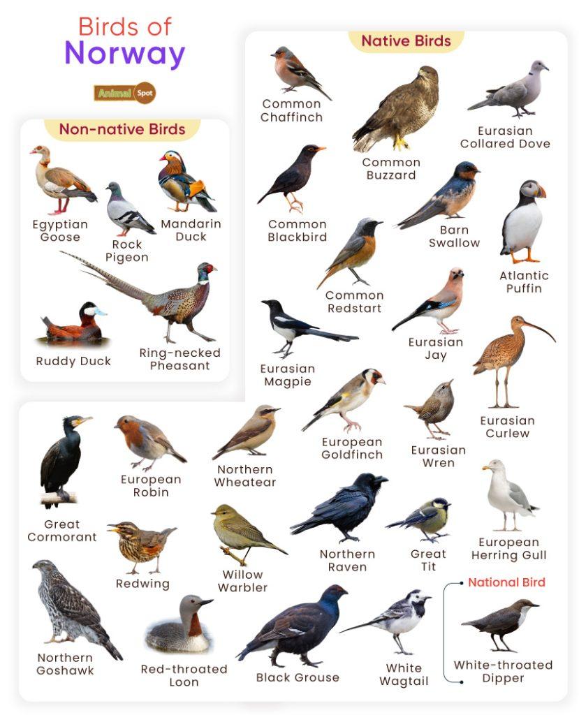 Birds of Norway