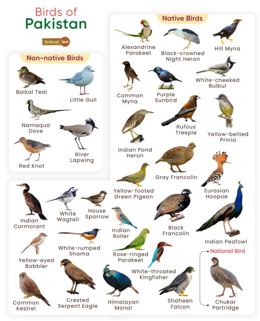 Birds of Pakistan