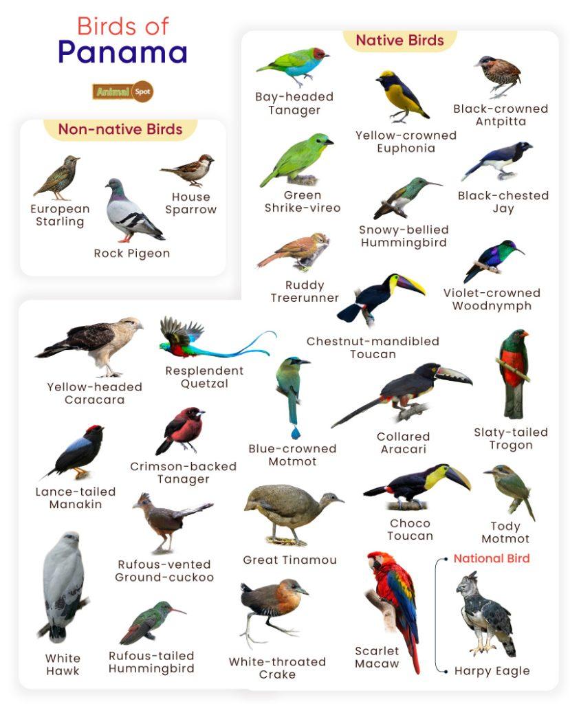 Birds of Panama