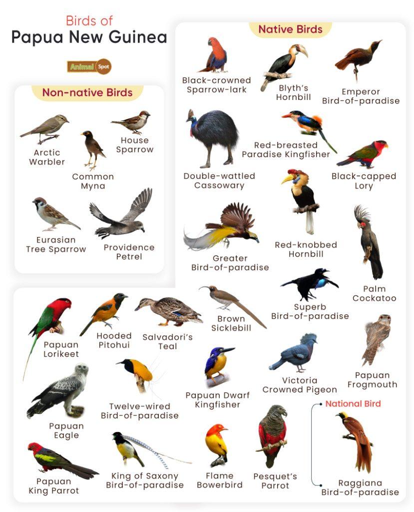 Birds of Papua New Guinea