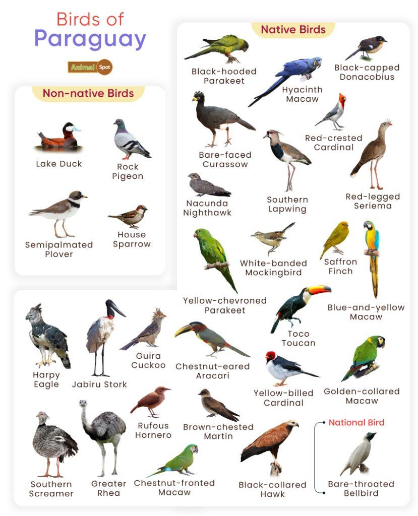 Birds of Paraguay