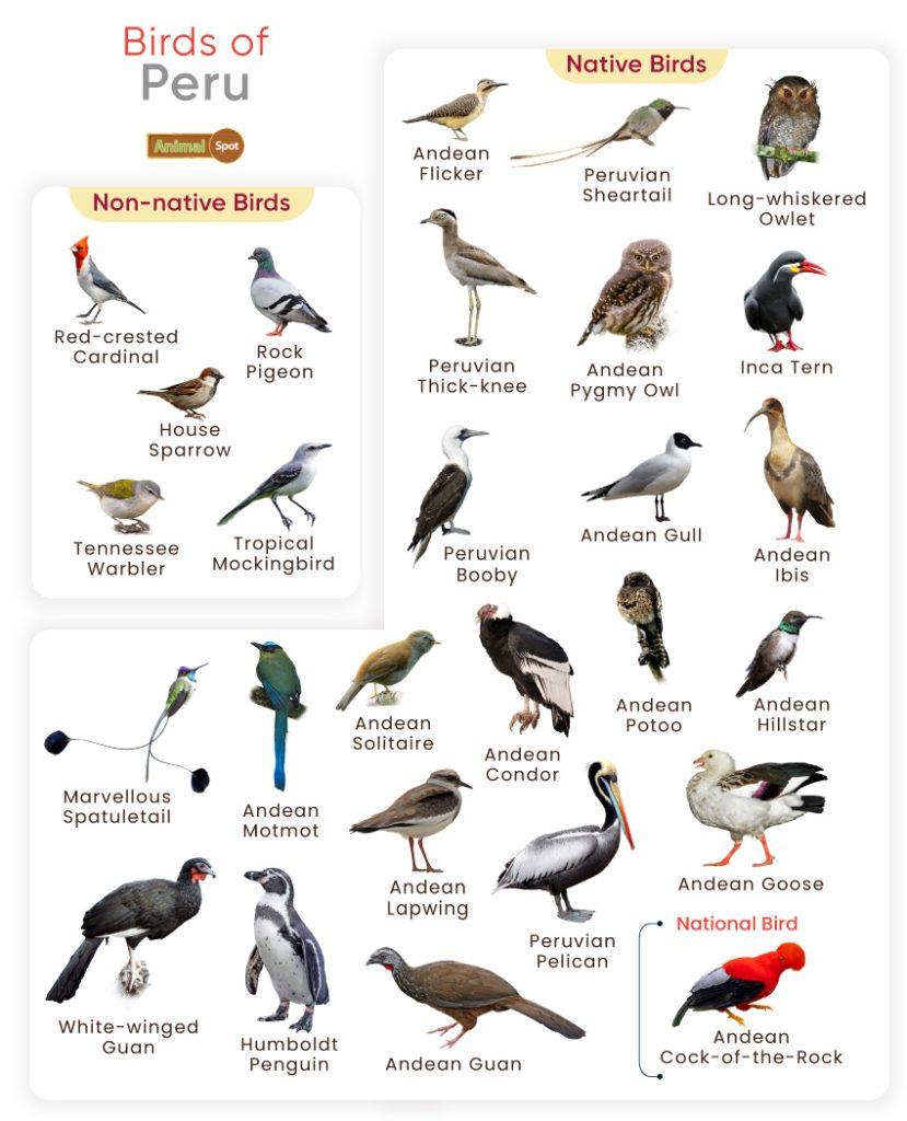 Birds of Peru