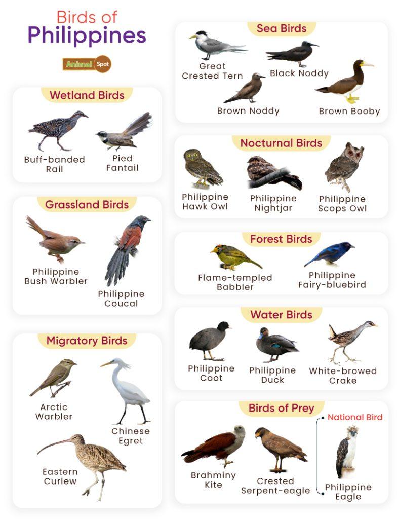Birds of Philippines