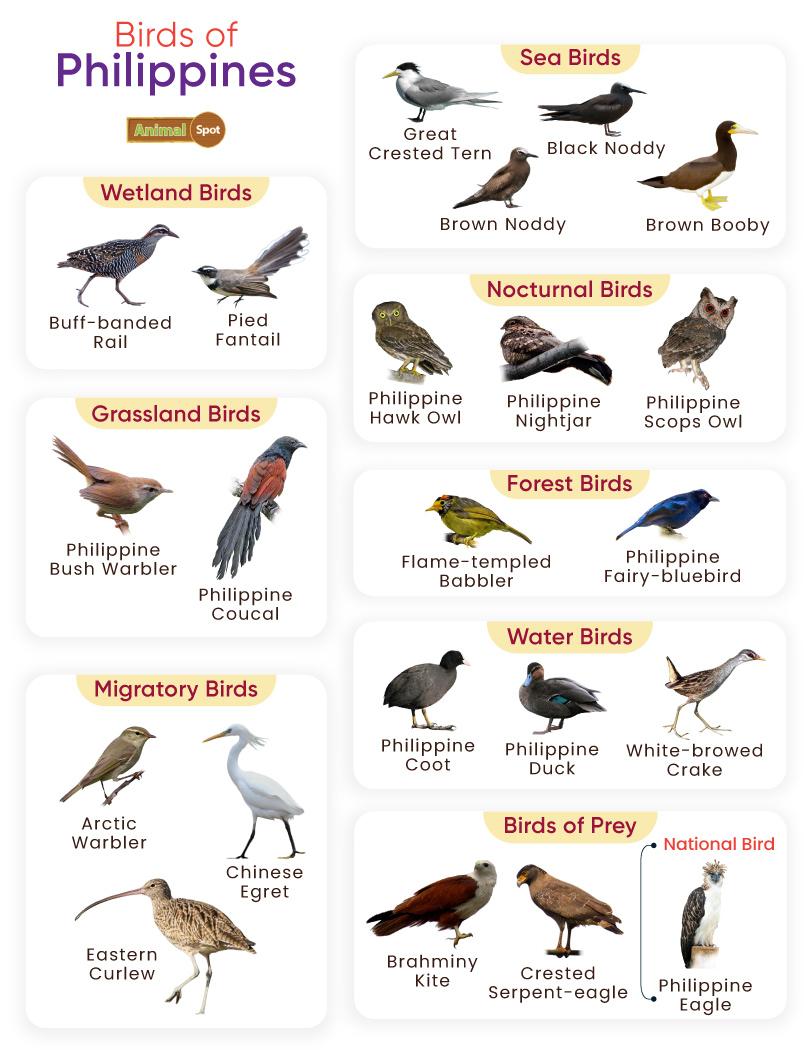 Carnivorous Birds List - Examples of Birds of Prey With Photos
