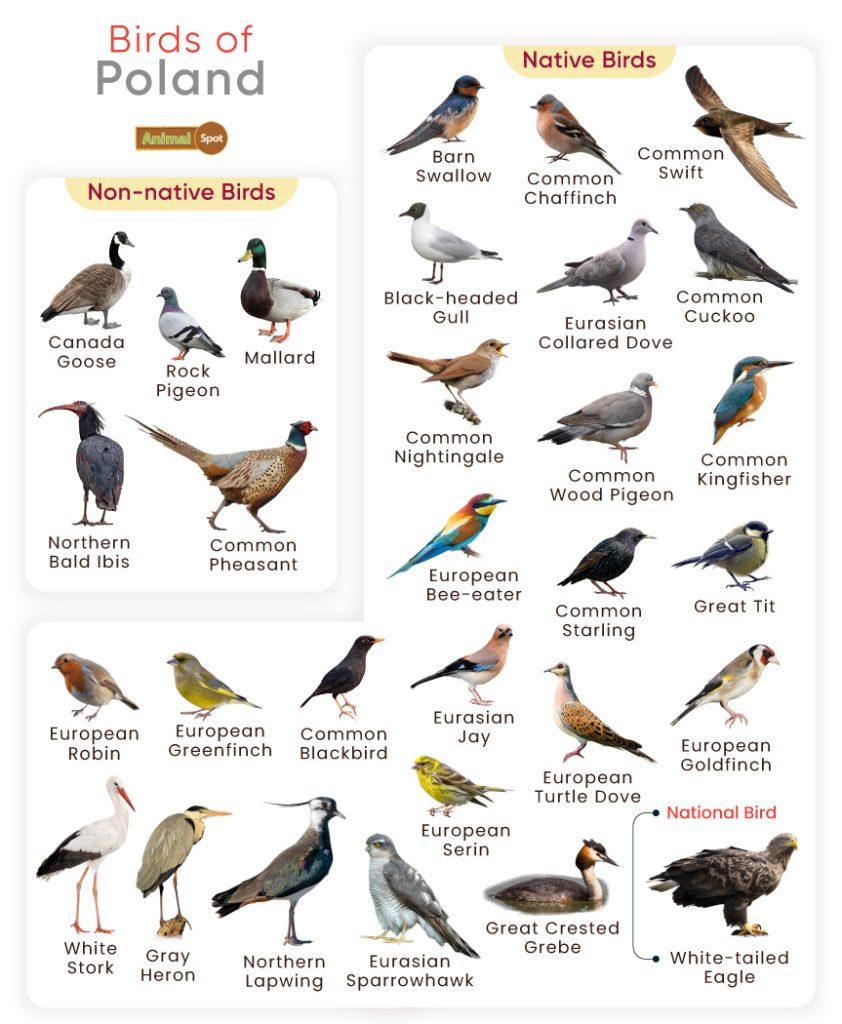 Birds of Poland