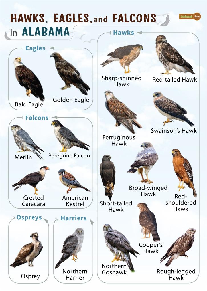 18 Magnificent Types of Hawks and Where to Find Them