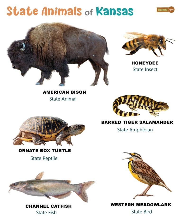 List of Animals That Live in Kansas (With Pictures)