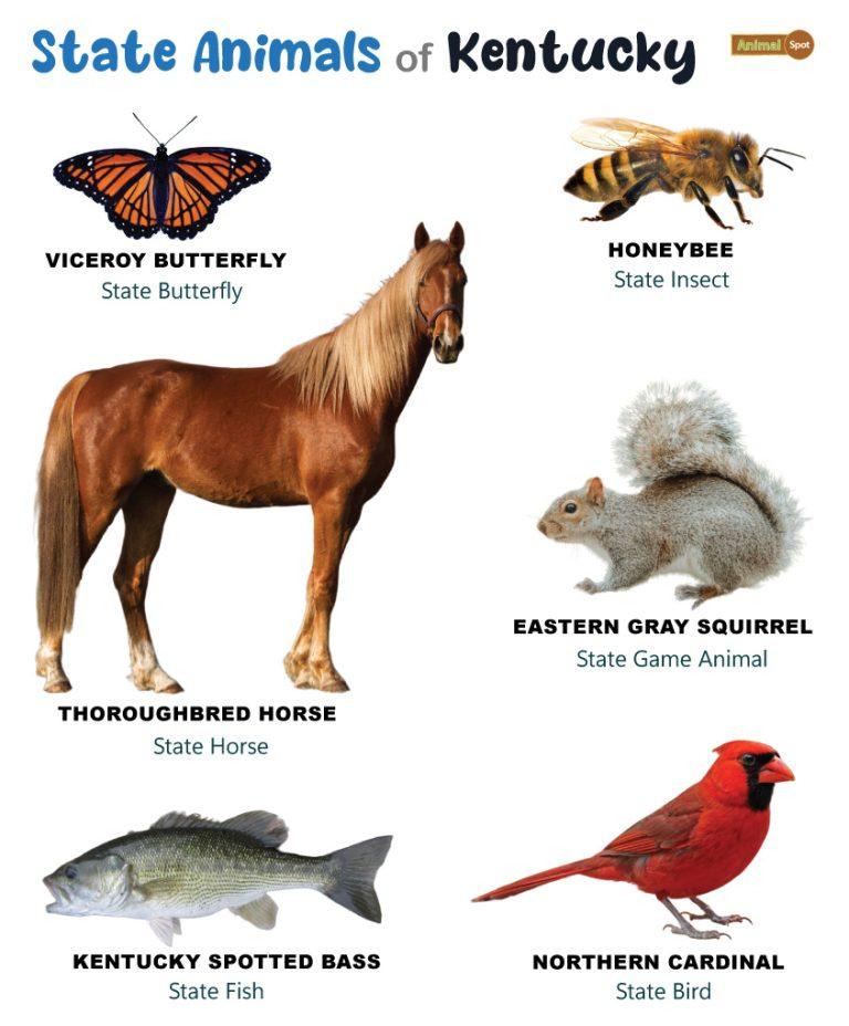 List of Animals That Live in Kentucky (With Pictures)